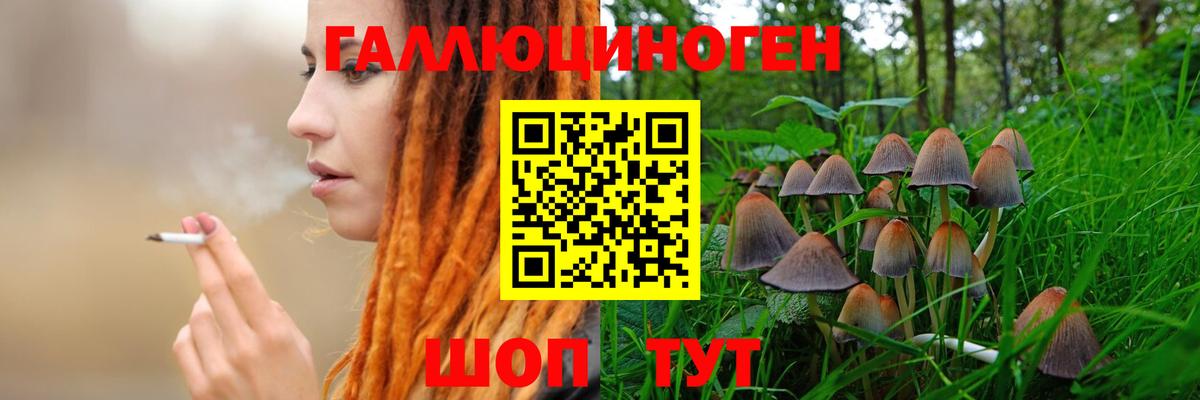 Псилоцибиновые грибы Psilocybine cubensis Владимир